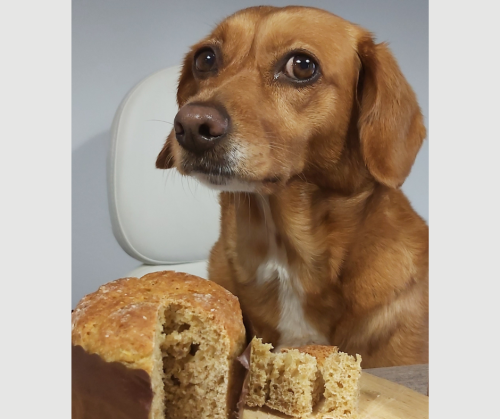 PREDNAROČILA PAWTTONE za BOŽIČ - samo osebni prevzem v MISS HOPE - Image 2