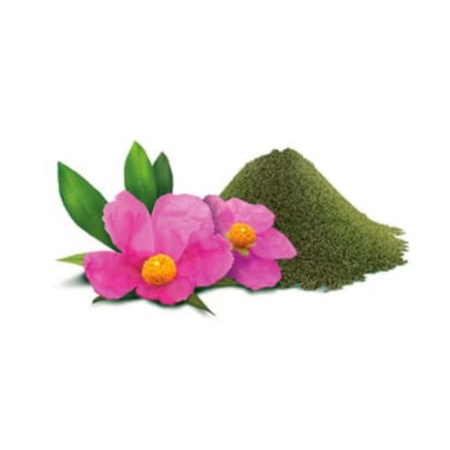 Pokusa Cistus - proti bolham in klopom - Image 4