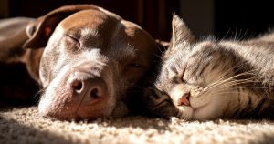 staranje psov in mačk