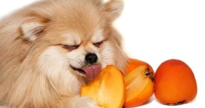 kaki za pse miss hope