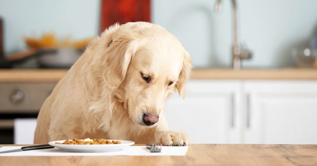 kakovostna pasja hrana miss hope