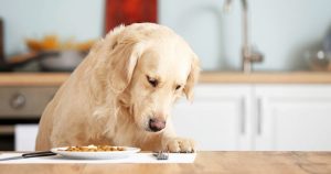 kakovostna pasja hrana miss hope