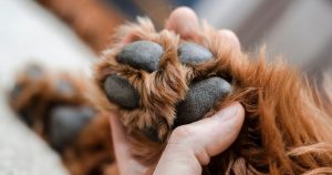 zakaj se pes grize tacke