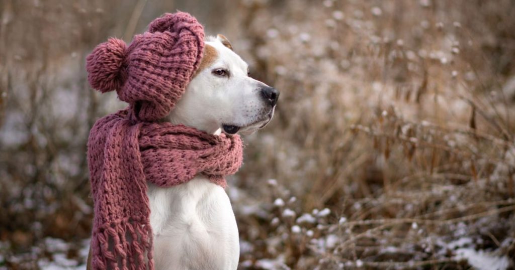 Kako pozimi negovati pasjo dlako, da ostane mehka, sijoča in zdrava?