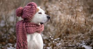 Kako pozimi negovati pasjo dlako, da ostane mehka, sijoča in zdrava?
