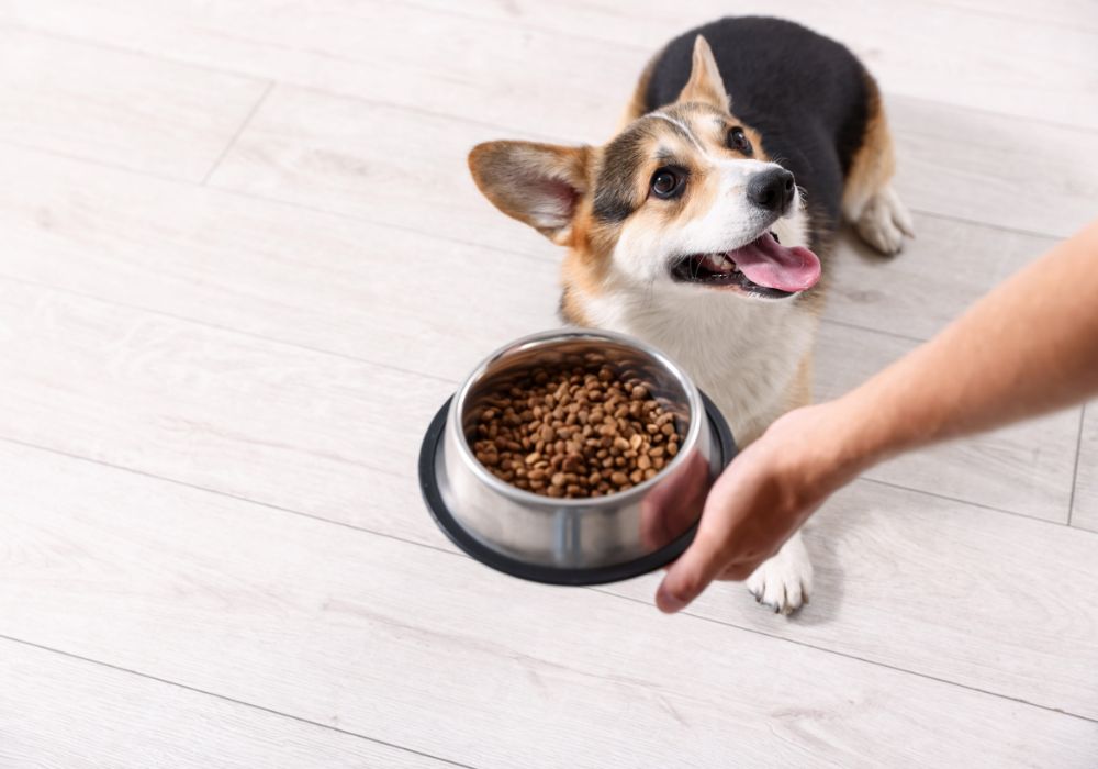 Pes, ki čaka na obrok briketov iz sklede – primer vsakodnevne pasje prehrane