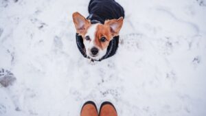 bauwow mazilo za tačke