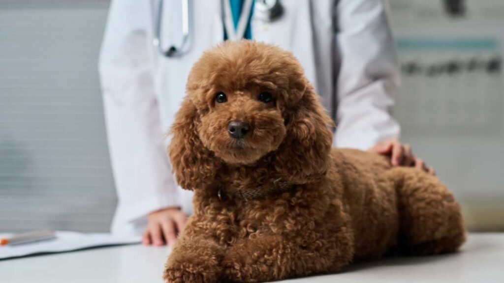 10-pasem-psov-veterinar.jpg