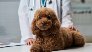 10-pasem-psov-veterinar.jpg